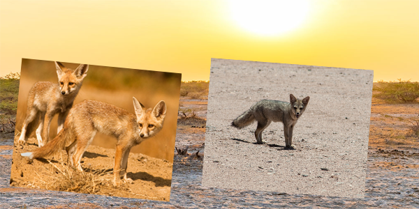 Kutch Desert Wildlife Sanctuary