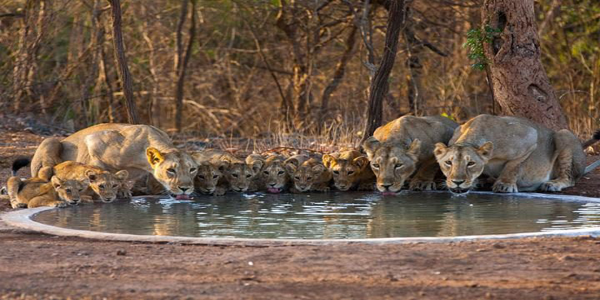 Gir Forest National Park