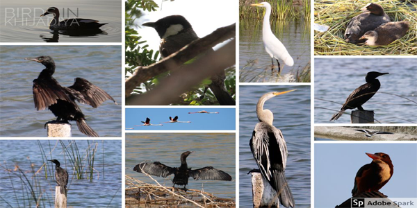 Khijadiya Bird Sanctuary