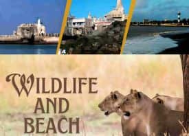 Wildlife And Beach Of Gujarat