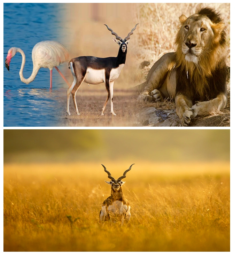 Gujarat Wildlife Birding Tour