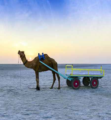 Kutch Tour Package