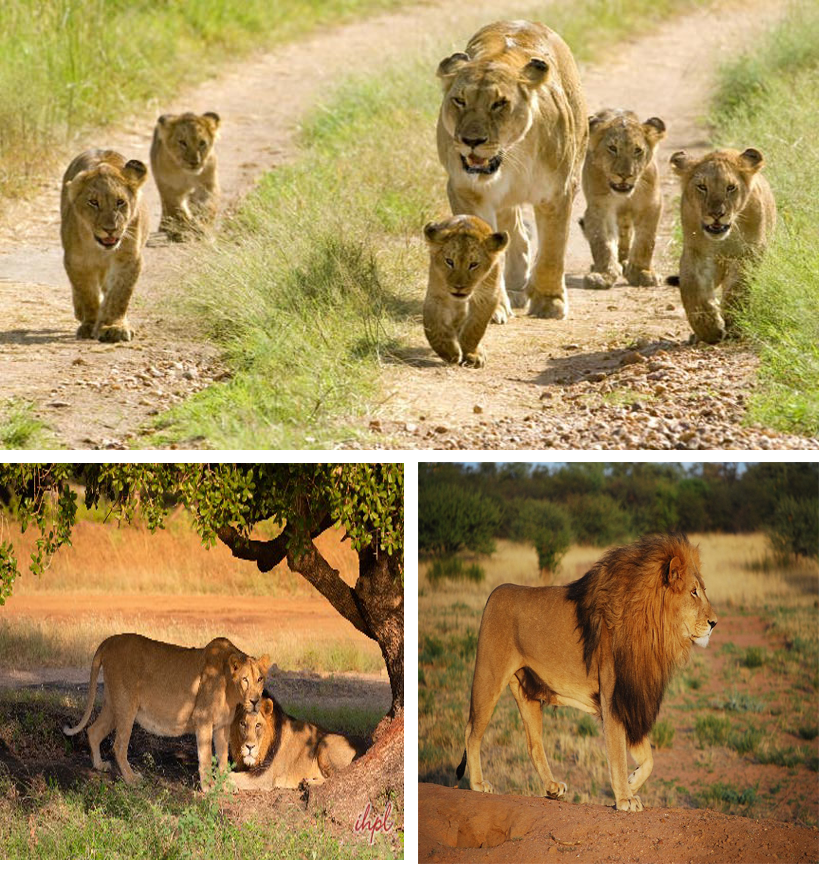 West India Lion Safari Tour