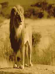 Sasan Gir