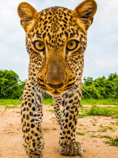 Sasan Gir