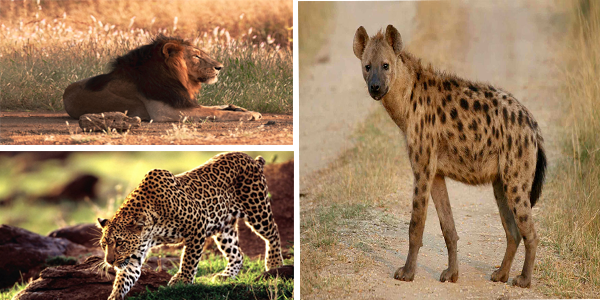 Pania Wildlife Sanctuary