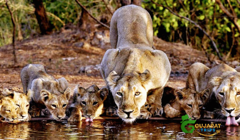 Best Gujarat Package for Gir Wildlife?