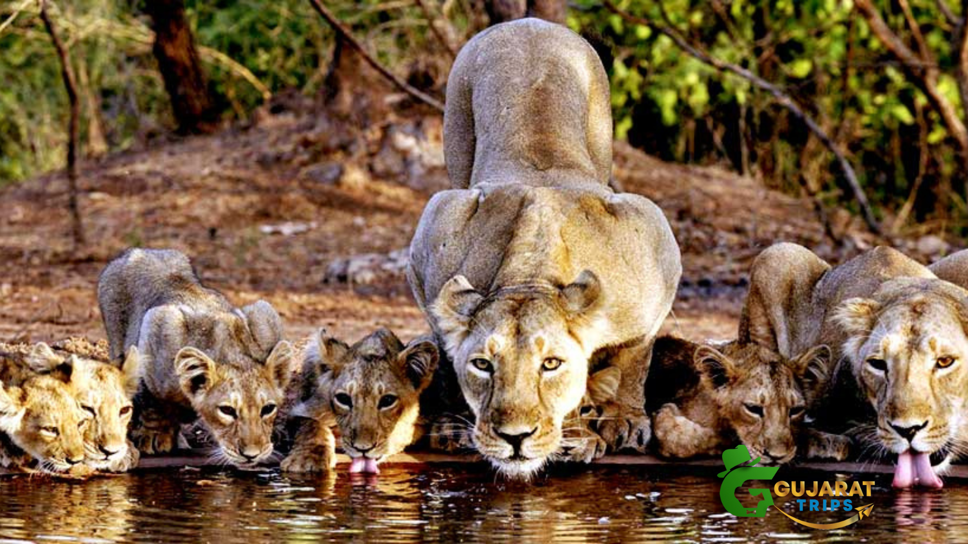 Best Gujarat Package for Gir Wildlife?
