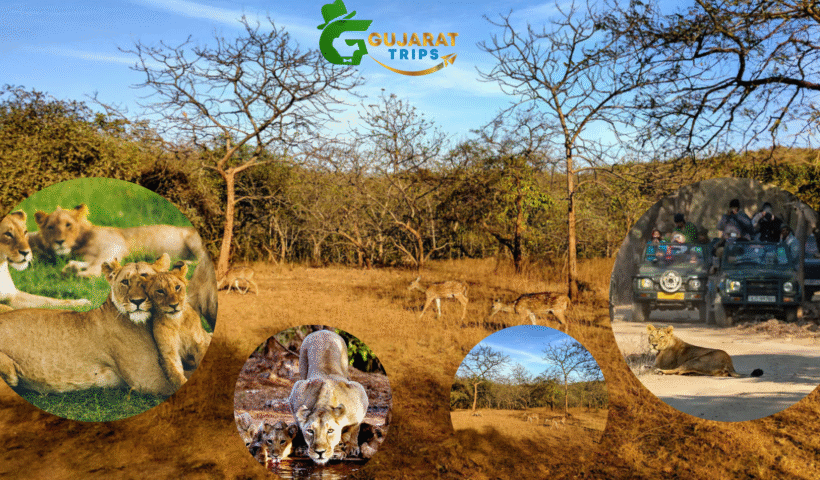 Best Gir Tour Packages: Budget-Friendly Safari Experiences