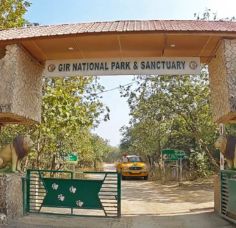 Ahemdabad To Sasan Gir Taxi